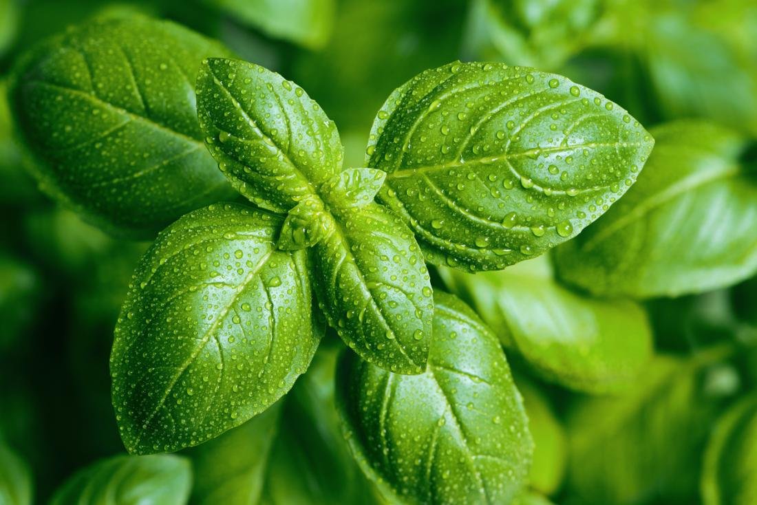 Herbs and Spices