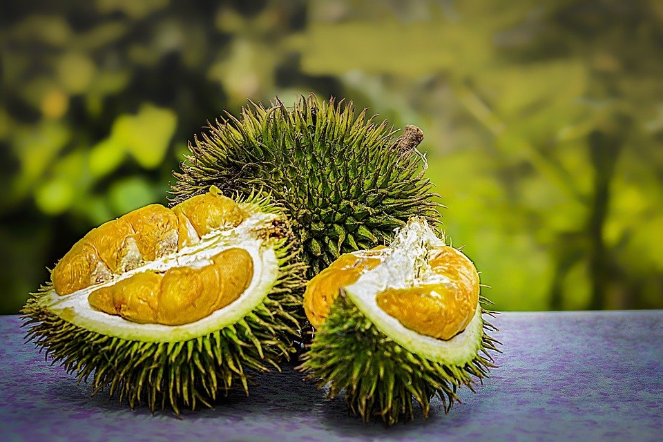 Durian Fruit Durian Fruit