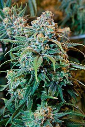 cannibis cannibis