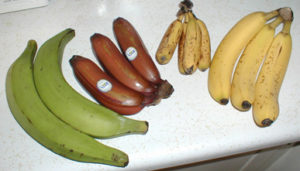 plantains and bananas